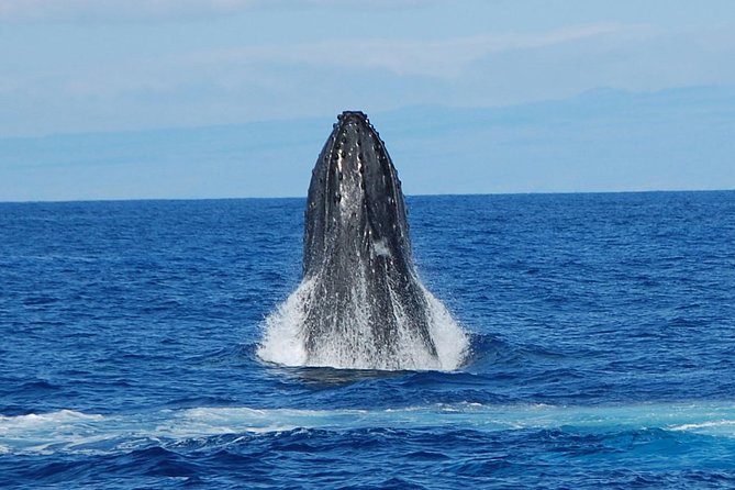 Whale Watching On The Big Island - Kona Whale Watching With Hydrophones: Why This One Feels Different