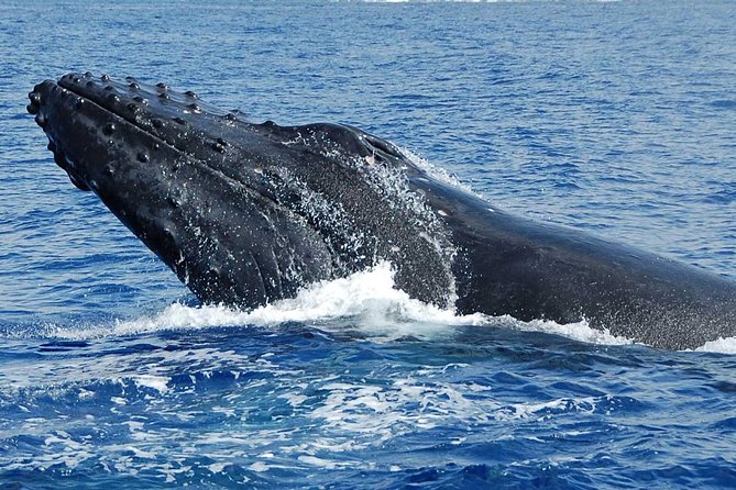 Whale Watching On The Big Island - Who This Whale Watch Is For (and Who Should Skip It)