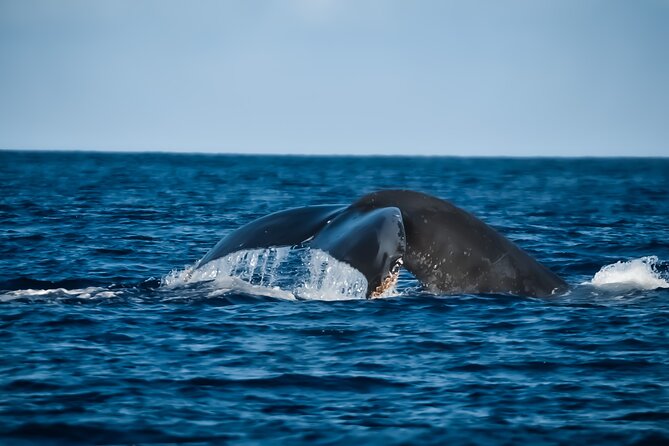 Whale Watching Tour - Big Island, Hawaii - Key things to know before you go