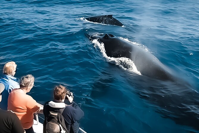 Whale Watching Tour - Big Island, Hawaii - Humpback hunting in Kona: what you should realistically expect