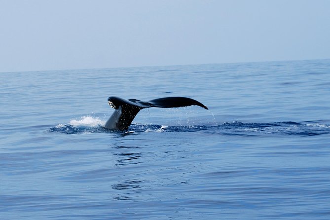 Zodiac Raft Whale Watching Adventure - Kona Humpbacks on a 16-Passenger Zodiac: What Makes This Ride Work