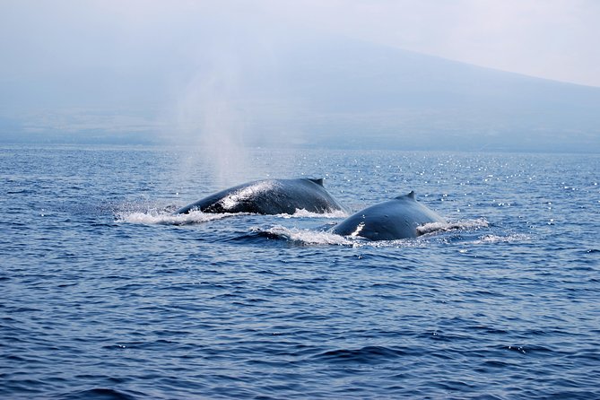 Zodiac Raft Whale Watching Adventure - What You Might See Along the Kona Coast (and Why Winter Changes Everything)