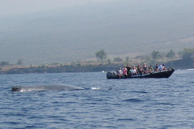 Zodiac Raft Whale Watching Adventure - The Zodiac Speed Advantage: Spouts, Repositioning, and Safer Close Viewing