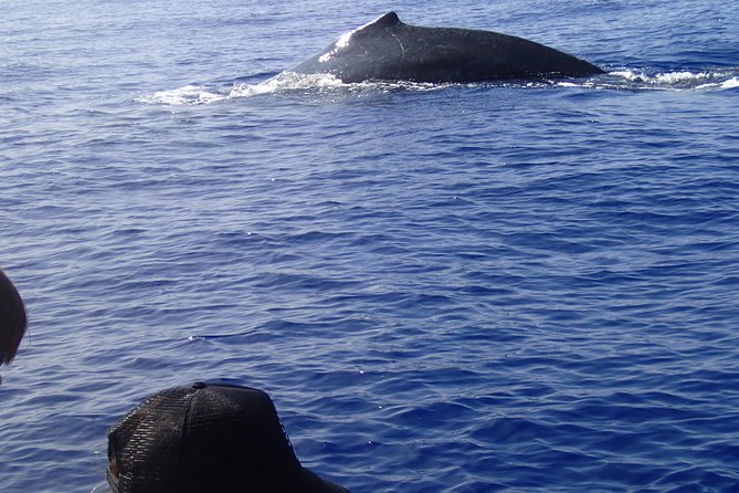 Zodiac Raft Whale Watching Adventure - Who Should Book This Kona Whale Watching Adventure