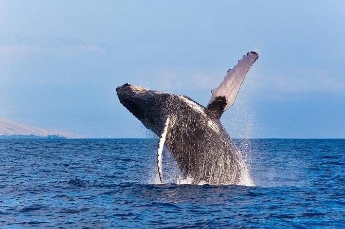 Zodiac Raft Whale Watching Adventure - Price and What $113.82 Buys You (Real Value, Not Just a Ticket)